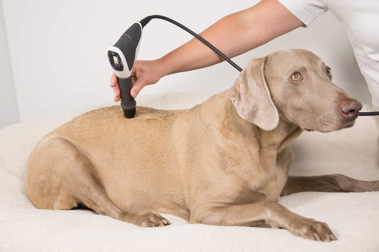 MASTERPULS® MP100 VET »ultra«